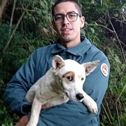 Cachorro sobrevive quatro dias em penhasco e é resgatado por bombeiros em SC
