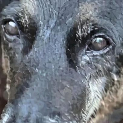 Alesc aprova penas para pais de menores que maltratam animais
