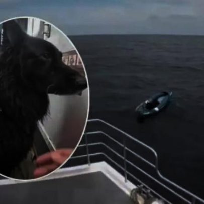 Cão em caiaque é resgatado após percorrer quase 5 km no mar na Inglaterra