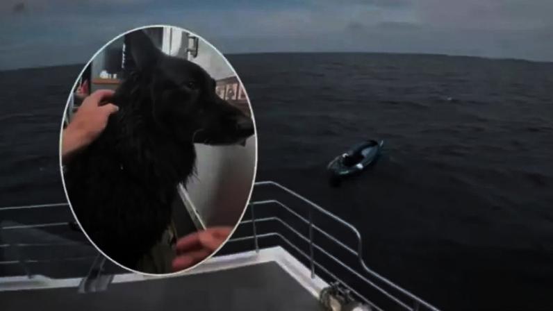 Cão à deriva em caiaque é resgatado após percorrer quase 5 km no mar na Inglaterra