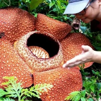 Flor mais fedida do mundo revela incômodo ainda pior que cheiro