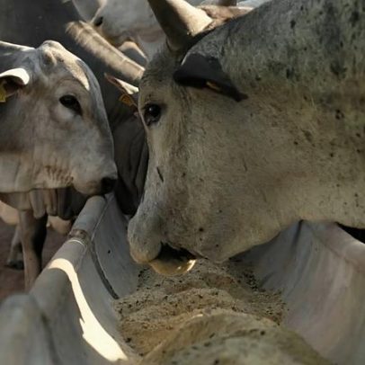 Governo atua para reverter veto da UE à carne brasileira