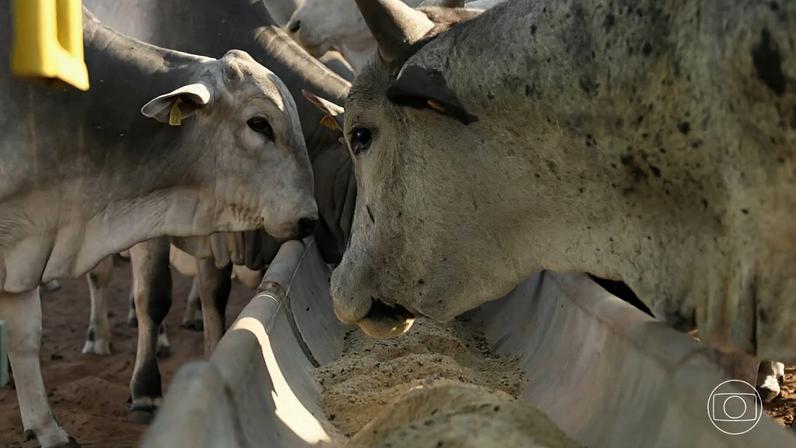 Decisão da União Europeia impede produtores brasileiros de venderem carne de boi, de frango, de peixe e de cavalo, além de tripas e mel, para o bloco — Foto: Reprodução/TV Globo