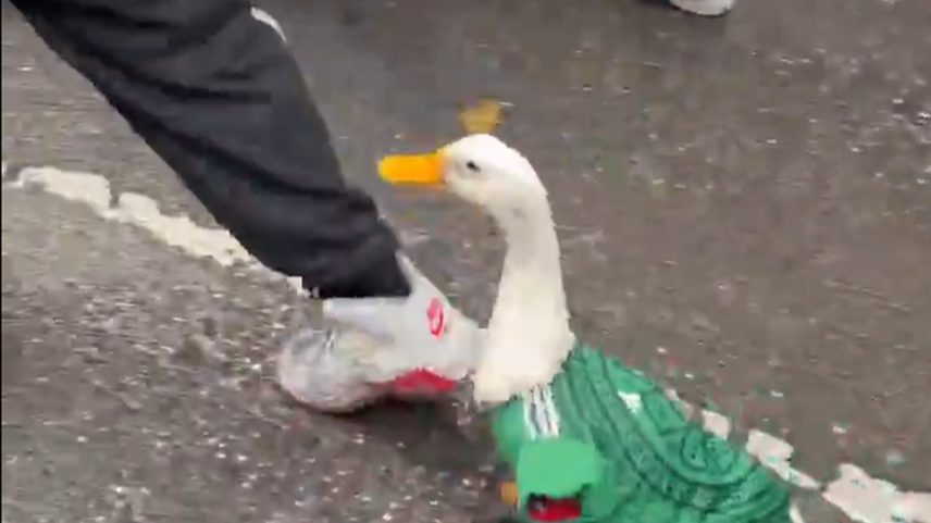 Pato com a camisa do México andando entre torcedores na Copa do Mundo — Foto: Reprodução