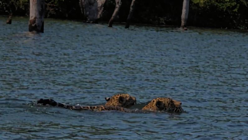Onças-pintadas fazem "nado sincronizado" em rio de Mato Grosso