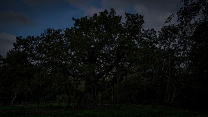 Major Oak, Floresta de Sherwood, Nottinghamshire, Inglaterra, Reino Unido. Estima-se que tenha mais de 1150 anos e está associado à história de Robin Hood