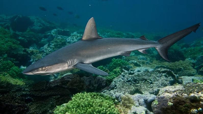 O tubarão-das-galápagos (Carcharhinus galapagensis) é uma espécie de grande porte que pode atingir até 3 metros de comprimento; apesar do nome, esses animais podem ser encontrados em diversas regiões ao redor do mundo