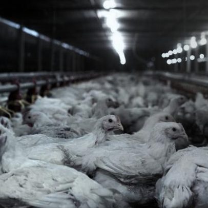 Veto da UE a carnes brasileiras pode colocar US$ 2 bi/ano em risco