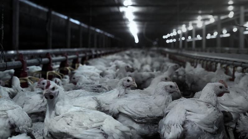 Brasil exporta carne de frango para a União Europeia