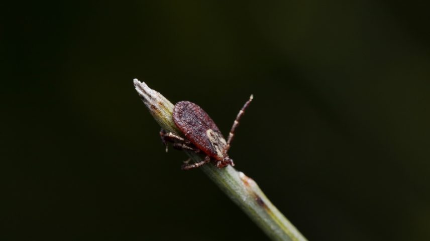 A macro closeup of a mite on a flower stem