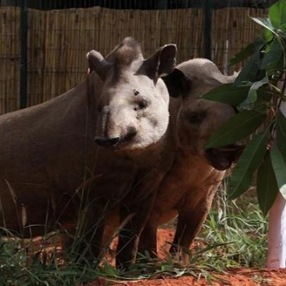 Casais do Zoo de Brasília ajudam a salvar espécies no Dia dos Namorados