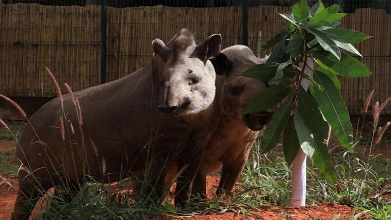 Reprodução/Zoológico de Brasília