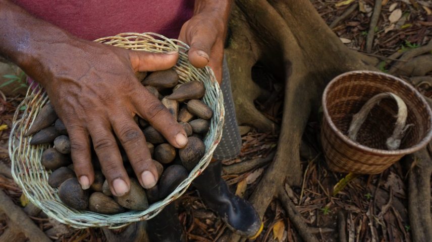 Natura lança startup B2B criada para comercializar bioingredientes da Amazônia — Foto: Divulgação/Natura