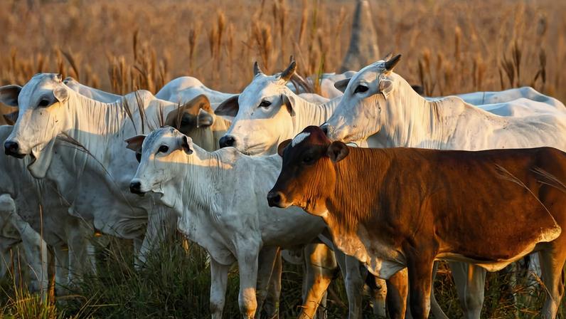 A herd of cattle in Brazil’s Mato Grosso state
