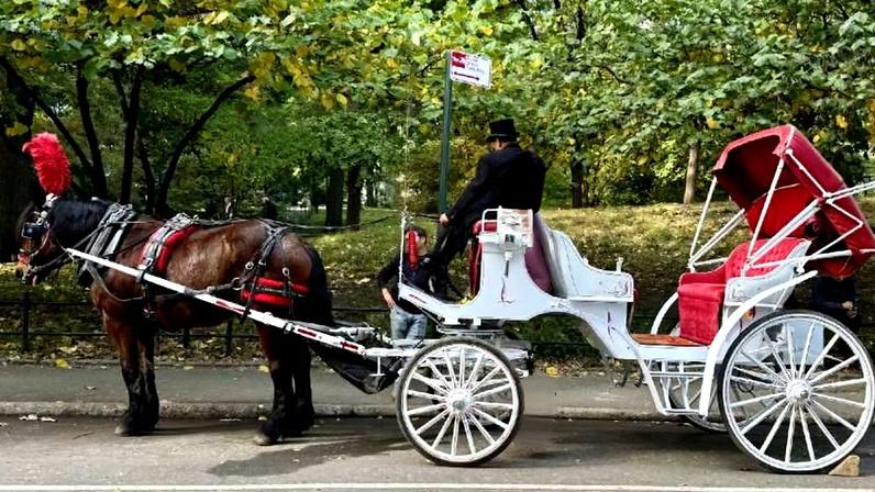 Carruagens do Central Park podem não ter mais lugar em Nova York