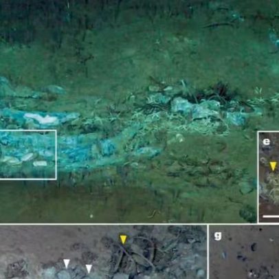 Cientistas descobrem maior cemitério de baleias no abismo do Oceano Índico