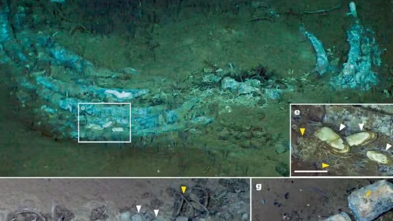 Cemitério de baleias é econtrado no Ártico, de acordo com estudo da revista Nature