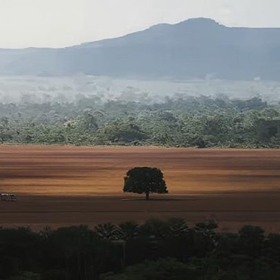 Desmatamento no Cerrado e na Amazônia cai em maio na comparação anual
