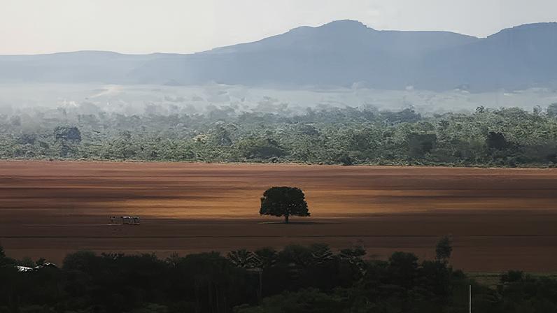 Cerrado brasileiro — Foto: Marcelo Camargo/Agência Brasil