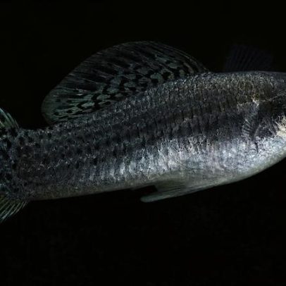 Peixe que vive sem machos há 100 mil anos