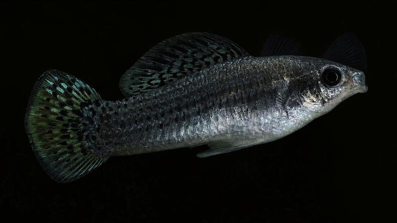 A espécie de peixe que vive sem machos há 100 mil anos.