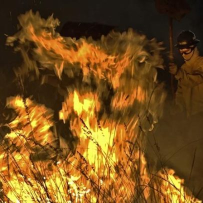 Árvore invasora ameaça Serra do Cipó, agrava incêndios e reduz água