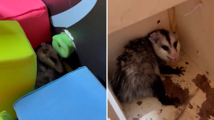 Animal foi resgatado em segurança e posteriormente solto em uma área de mata