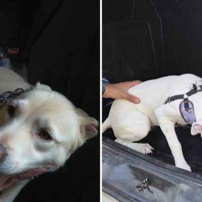 Mulher que mantinha cachorro em carro por falta de espaço é presa em MG