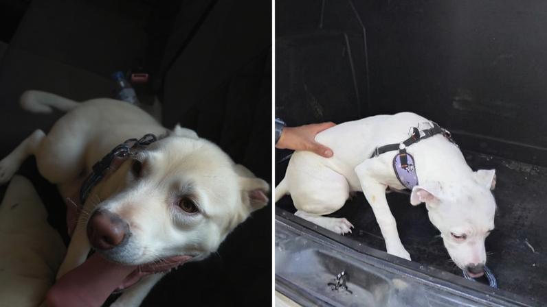Cãozinho, preso por coleira, que conseguia respirar apenas por uma pequena abertura no vidro