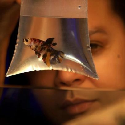 Prática de oferecer peixes e pintinhos em festas levanta alerta de maus-tratos