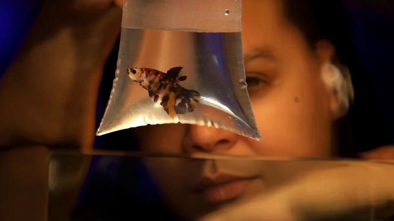 Prática de oferecer peixes e pintinhos em festas levanta alerta de maus-tratos