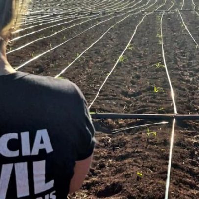 Polícia Civil localiza quarta plantação de maconha em MG ligada a grupo criminoso