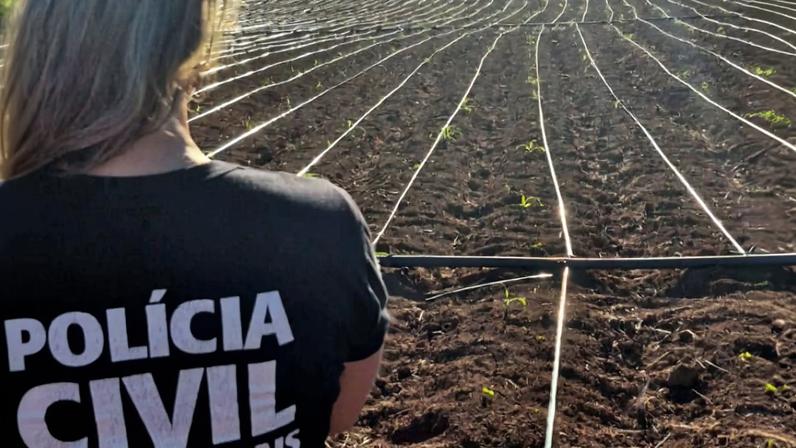 Polícia Civil encontrou plantação ilegal de maconha em Unaí