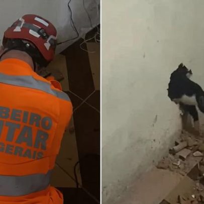 Gato cai em fissura de 4 metros em MG e bombeiros realizam resgate