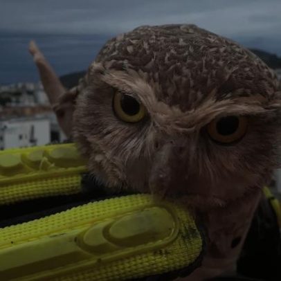 Coruja presa em linha com cerol em antena de casa é resgatada pelos bombeiros