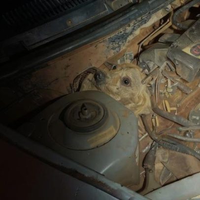 Cachorro se esconde em motor de carro e mobiliza bombeiros em MG