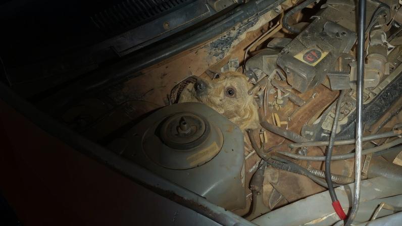 Animal foi retirado do motor sem ferimentos e devolvido em segurança para os tutores
