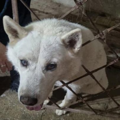 Cachorro fica com a cabeça presa em portão é resgatado por bombeiros