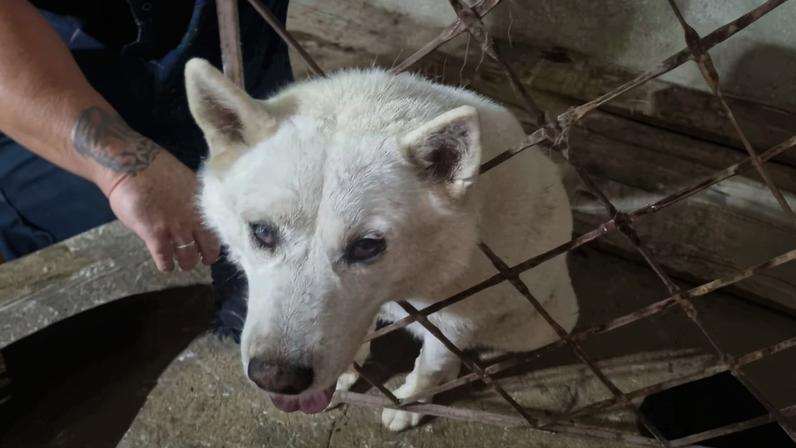 Foi preciso acionar o Corpo de Bombeiros para resgatar o cão com segurança