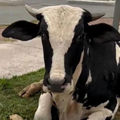 Vacas soltas em praça de Contagem geram alerta de multas de até R$ 35 mil