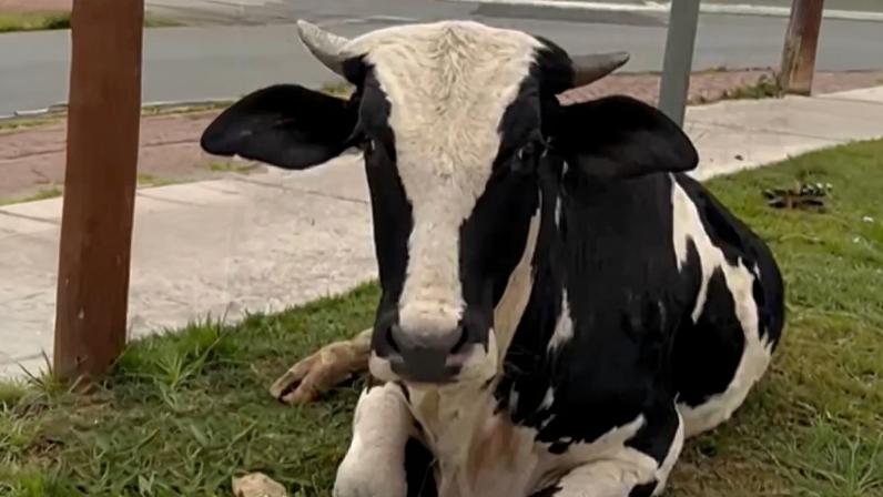 Animais foram flagrados na Praça Rinaldo Cota
