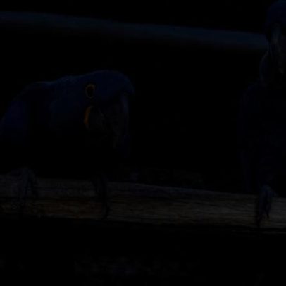 Casais de animais do Zoológico de BH participam de banquete no Dia dos Namorados