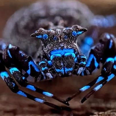 Aranha fluorescente e grilo encontrados na África, sem identificação