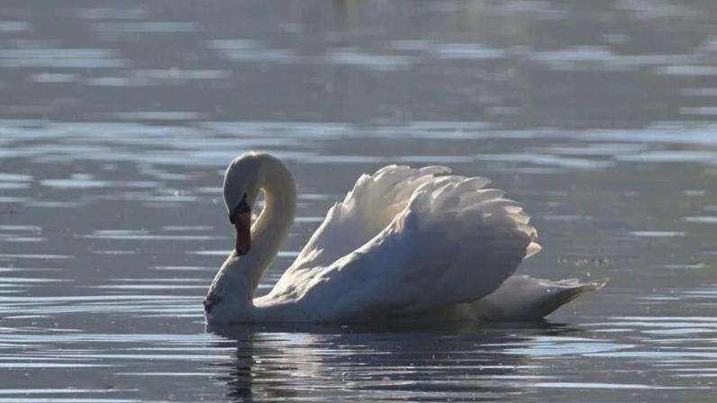 Os primeiros casos foram registrados no dia 13 de maio, em cisnes; na foto, imagem ilustrativa de um cisne