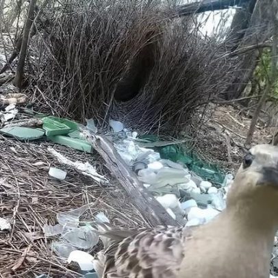 Pássaros urbanos coletam vidro, plástico e arame para atrair fêmeas aponta estudo