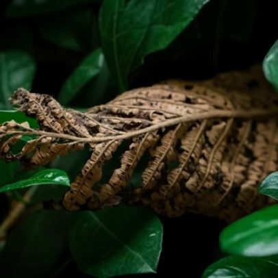 Como cuidar de 7 plantas sensíveis ao frio para evitar perdas no jardim
