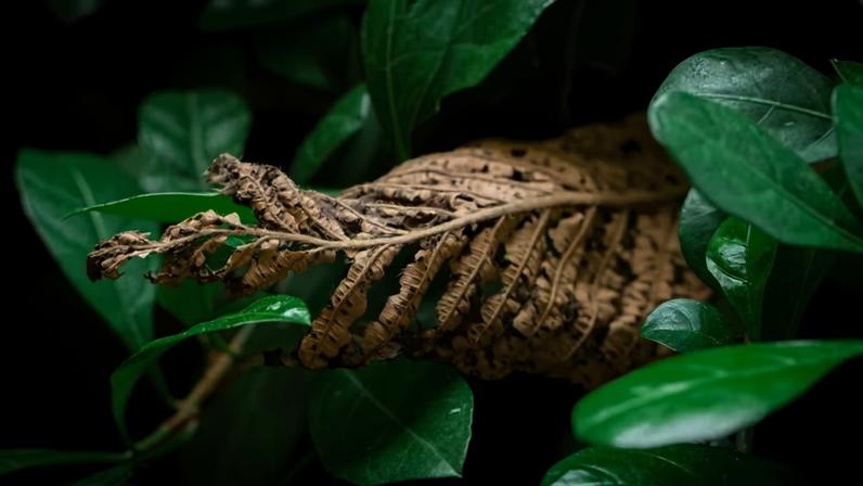 Nem toda planta reage bem ao frio: algumas espécies tropicais precisam de cuidados específicos para atravessar o inverno sem danos