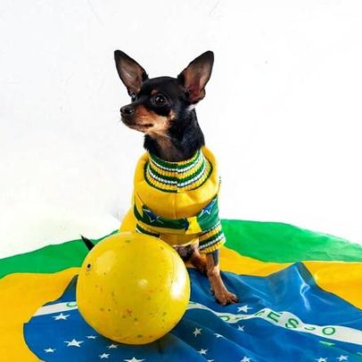 Copa do Mundo: cães sofrem com fogos; como protegê-los
