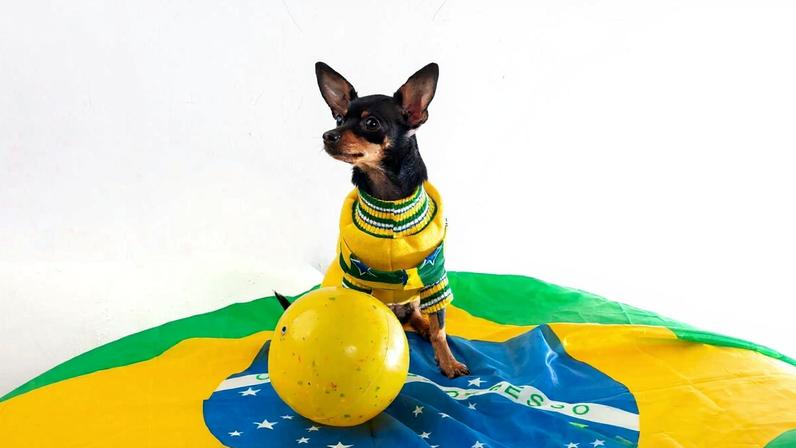 Casos de ansiedade e medo em cães tendem a aumentar durante períodos como a Copa do Mundo