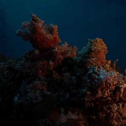 Comunicação entre espécies revela como animais cooperam na natureza